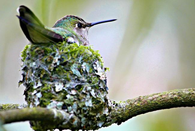 An Anna's Hummingbird in a nest.Melissa Hafting photo