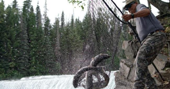 Josh Rush, member of Wilp Wii Litsxw, fishes at the Lax An Zok fish camp on the banks of the Meziadin River in northwest B.C