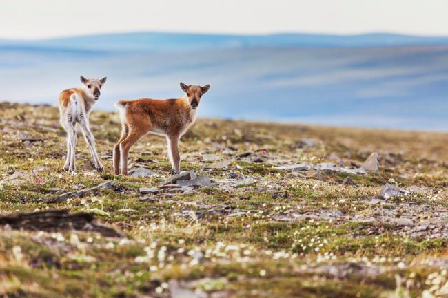 Caribou calves in the Utukok uplands in the National Petroleum Reserve in Alaska.Credit...Patrick Endres/ Design Pics Inc., via Alamy