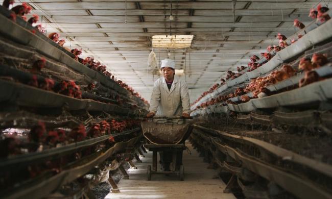  A Chinese poultry farm. China stepped up surveillance after bird flu outbreaks. Photograph: China Photos/Getty Images
