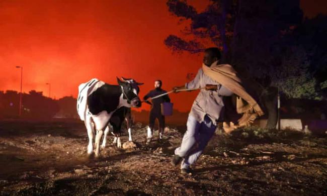 Locals fleeing with their animals as a wildfire rages in a suburb north of Athens. Photograph: Giorgos Moutafis/Reuters