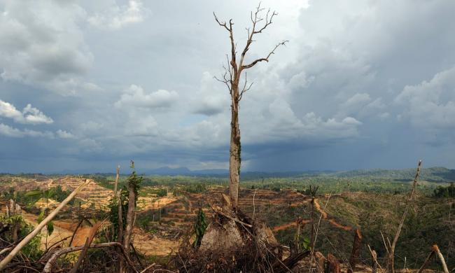 A tree stands alone in a logged area prepared for plantation near Lapok in Malaysia’s Sarawak State. Photograph: Saeed Khan/AFP/Getty Images