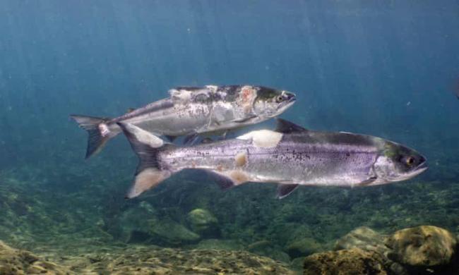  Red lesions and white fungus on the salmons’ bodies are the result of high water temperatures and stress. Photograph: Conrad Gowell/Courtesy of Columbia Riverkeeper