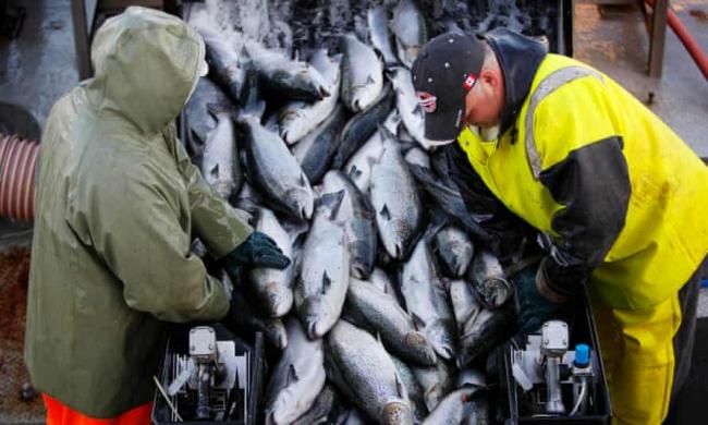 Fish mortality has more than quadrupled, from 3% in 2002 to about 13.5% in 2019, in Scottish salmon farms alone. Photograph: Robert F Bukaty/AP
