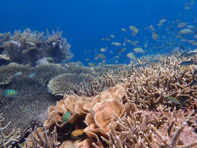 A healthy coral reef in Sulawesi, Indonesia. Photograph: Tim Lamont/University of Exeter