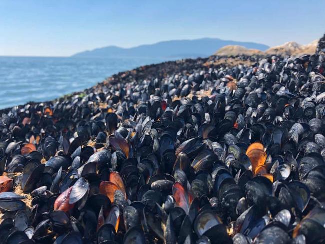 Dead mussels at the waterline in British Columbia. Photograph: Christopher Harley