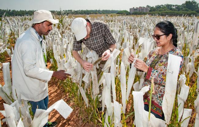 Researchers explain pearl millet pollination techniques in India. Credit: Michael Major/Crop Trust
