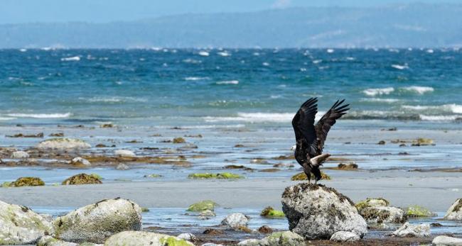 Eagle by the sea - photo: Marnee Pearce