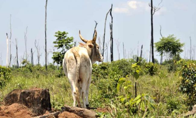 Vast areas of the Amazon rainforest are being burned and cleared for grazing cattle — a double blow to global warming, as cattle produce methane and cleared forests release carbon into the atmosphere. Photograph: Florian Kopp/imageBROKER/REX/Shutterstock