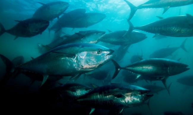 All fish need dissolved oxygen, but biggest fish such as tuna (above) are particularly vulnerable because they need much more to survive. Photograph: Mark Conlin/Getty Images