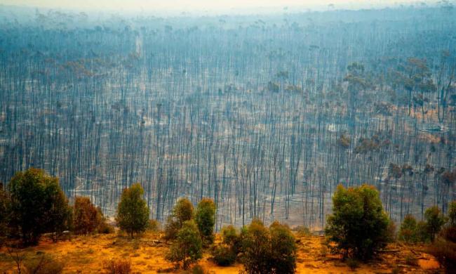 Bush fire devastation in Australia. The country is near the top of Swiss Re’s index of risk to biodiversity and ecosystem services. Photograph: Adwo/Alamy