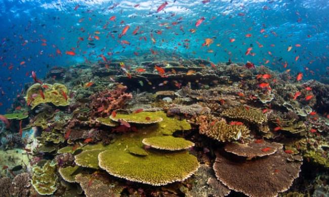 Experts have identified oceans as a key battleground in the fight to protect humanity’s natural ‘life support system’. Photograph: Christian Loader/Alamy