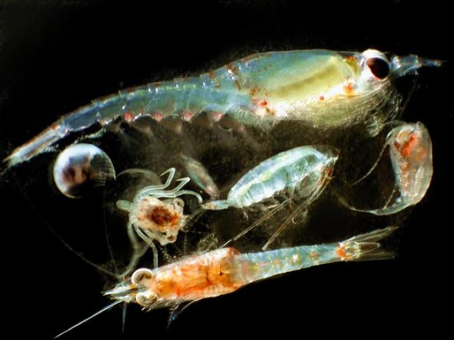 Zooplankton. Credit: Matt Wilson/Jay Clark, NOAA NMFS AFSC Wikimedia