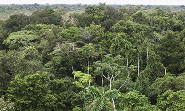 Amazon - natural capital