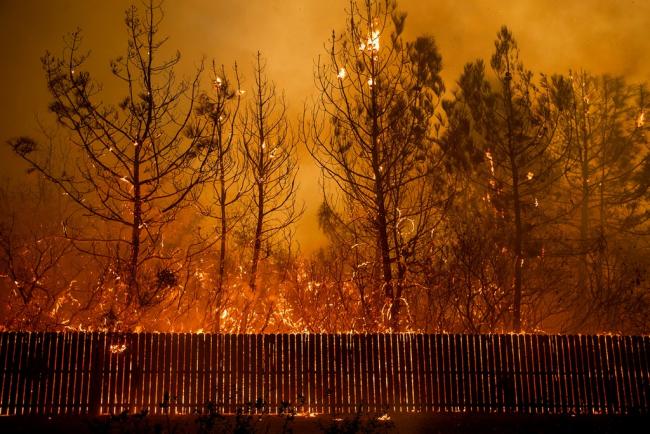 Flames climb trees as the Camp Fire tears through Paradise, Calif., on Nov. 8, 2018. Photo: Noah Berger/AP