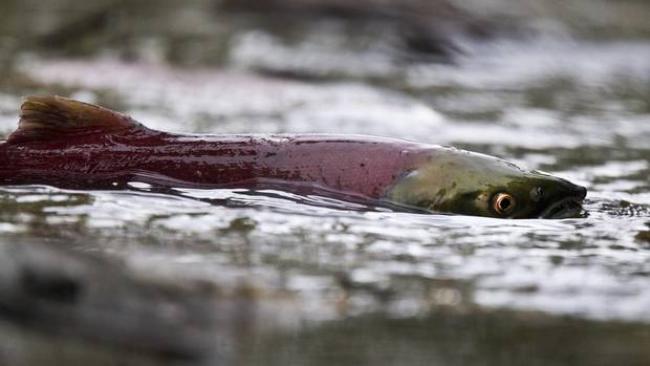A female sockeye salmon lays her eggs in a stream north of Chase, B.C. Because of drought conditions this year, there’s a higher than normal mortality rate among the salmon. (JOHN LEHMANN/The Globe and Mail)