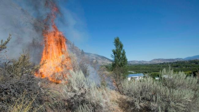 Flame leaps from a wildfire on a mountainside near Oliver, B.C., in August 2015. Alain Bourque, a top climate change scientist, says warmer summers could mean more forest fires in Canada. (Jonathan Hayward/Canadian Press)