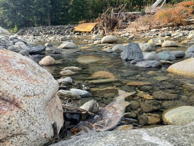 A dead salmon is photographed in the Coquihalla River near a Trans Mountain worksite. Photo by Kate Tairyan