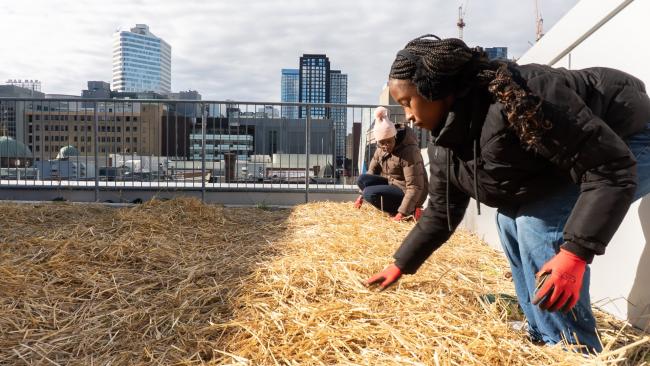 Thadia Theodore and Maranatha Hughes spreading straw over the flower farm on the rooftop of Toronto Metropolitan University to get the crops ready for winter. Photo by Cloe Logan / Canada's National Observer