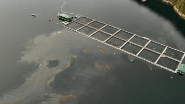 This photograph shows what appears to be fuel in the water around the Burdwood Fish Farm in Echo Bay B.C., which is northeast of Port McNeill on Vancouver Island. (Twyla Rosocovich)