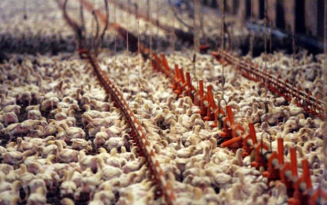 factory poultry farming