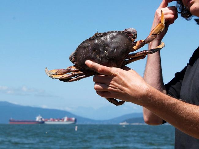 During a period of unusually high ocean temperatures, warm, nutrient-poor waters triggered unprecedented blooms of toxic algae that led to the closure of Dungeness crab fisheries on the West Coast. Photo for The Tyee by Michelle Gamage.