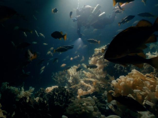 Glass sponge reefs, only found in the cool waters of the Pacific northwest, help mitigate global warming and ocean acidification by absorbing 227 tonnes of CO2 every day. Image still from Moonless Oasis, a CBC documentary by Perpetuum Films about glass sponge reefs in Howe Sound.