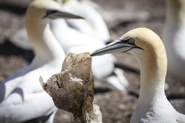 Only nine per cent of Canada's plastic waste is recycled. A new coalition of businesses, environmental organizations, and governments say that can change, but critics are doubtful. Photo by Greenpeace