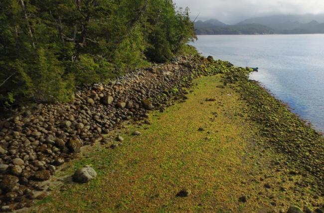 On Calvert Island, British Columbia, the subtle rock line of an extant clam garden is a reminder of how Indigenous peoples turned the sea into a shellfish garden. Photo courtesy of the Hakai Institute