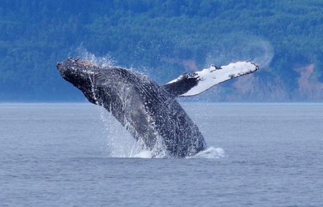 whale breaching