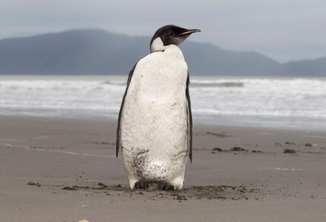 An emperor penguin stands on Peka Peka Beach on the Kapiti Coast in New Zealand. (Mark Mitchell/New Zealand Herald/AP)
