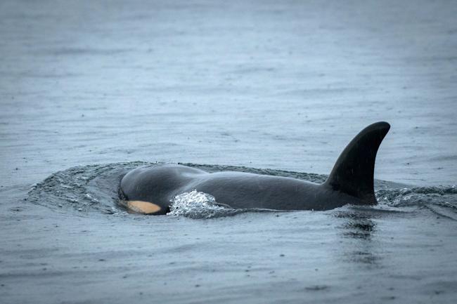 Southern resident killer whale Scarlet, or J50, in 2018 displaying "peanut-head" — a head shape indicating the loss of blubber and poor body condition. Photo by Katy Foster / NOAA Fisheries