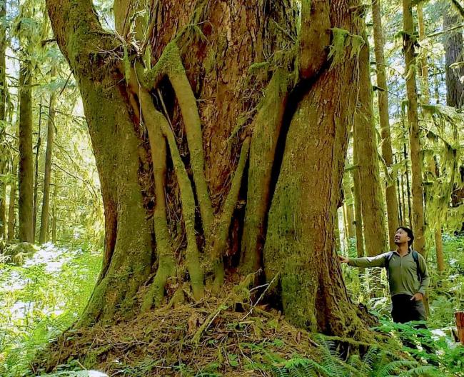 Ken Wu, chair of the new Nature-Based Solutions Foundation, says conservation financing is necessary for First Nations in B.C. that agree to pause logging at-risk old-growth. Photo courtesy of NBSF