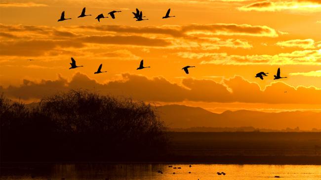 Migratory birds - C. M. Burge / Getty Images