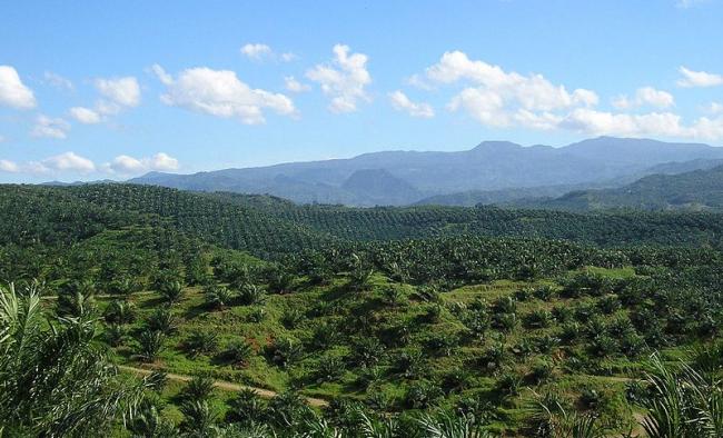 Oil palm plantation - Achmad Rabin Taim/Wikimedia Commons