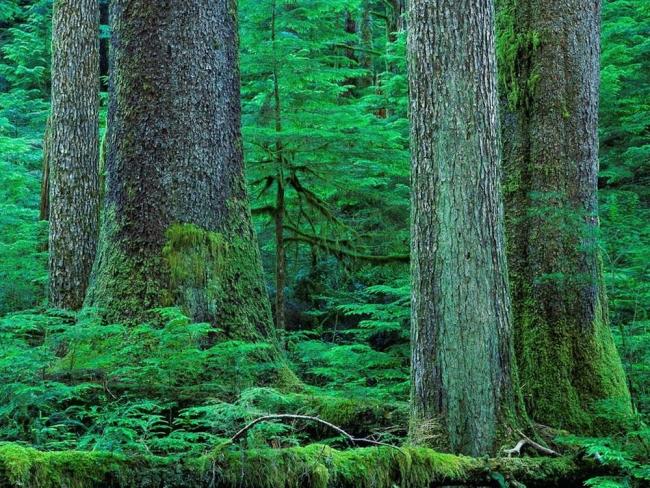 An old-growth forest on Nootka Island, before it was logged. Several more such forests on the island off Vancouver Island’s northwest coast could soon be logged, according to a map by BC’s Ministry of Forests. Photo courtesy of CCPA.