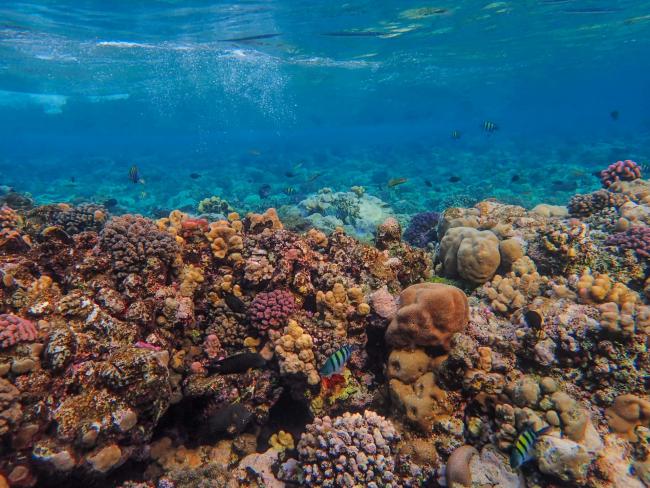 It is absolutely gut-wrenching but it appears that tropical coral reefs are now beyond their 'tipping point.' Global heating would have to be reduced from today’s temperatures to 1.2C “as fast as possible” in order for coral reefs to survive 'at any meaningful scale,' the scientists say. Photo courtesy: Francesco Ungaro / Pexels
