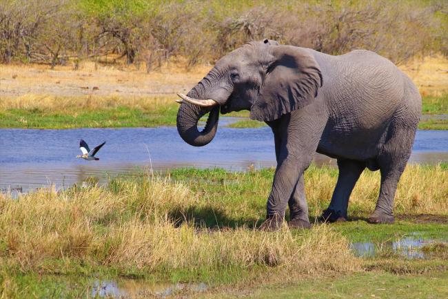 In 2014, the Okavango Delta was added to the UNESCO World Heritage list due to its ecological and cultural significance to the San people. Photo by Roger Brown / Pexels
