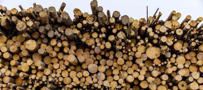 Thanks to generous BC government subsidies, wood pellet mill yards are overflowing with logs culled from the interior region’s primary or old-growth forests. Photo: Stand.earth.