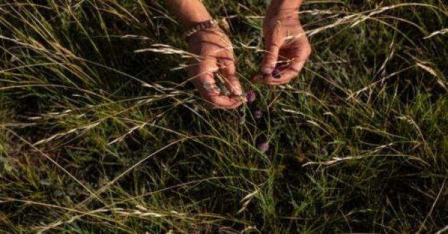 Hand in grass - Photo: Amber Bracken / The Narwhal