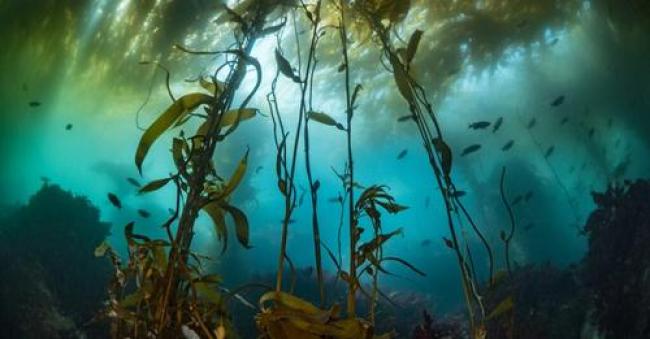 Kelp forests sequester massive stores of carbon but the need for protecting these ocean-based solutions to climate change, and investing in 'seaforestation' to grow their potential, is rarely discussed. Photo: Maxwel Hohn / Ocean Wise