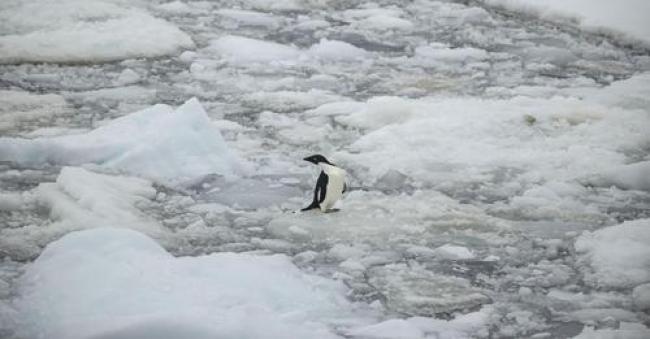 An Adelie penguin is seen on ice floa over Penola Strait as the floes melt due to global climate change in Antarctica on February 7, 2022. (Photo: Sebnem Coskun/Anadolu Agency via Getty Images)