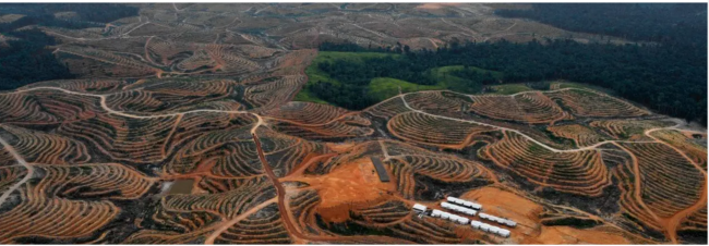 An aerial photograph taken on February 24, 2014 shows the destruction of an Indonesian rainforest—the habitat of endangered orangutans, tigers, and other animals as well as plant species—cleared to make way for a palm oil plantation on Borneo Island. (Photo: Bay Ismoyo/AFP via Getty Images)