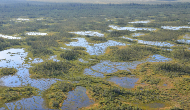 Canada is home to 25 per cent of the earth's peatlands. Preserving these carbon-rich ecosystems is key to addressing both the biodiversity and cliamte crises. Photo by Dr. Lorna Harris, Wildlife Conservation Society (WCS) Canada