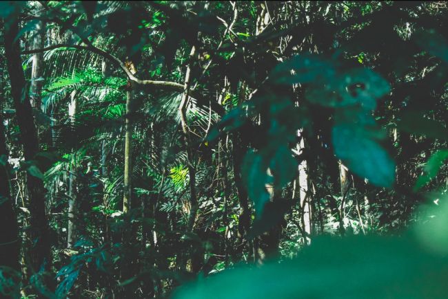 Bolsonaro’s ministers trashed the government agencies responsible for protecting the forest, nature reserves and Indigenous territories. Photo by Jonny Lew/Pexels
