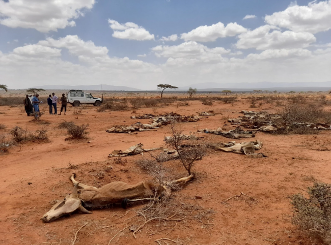 Livestock lost to the drought. Ethiopia is facing the worst El Niño-induced drought in 50 years. Photo by EU Civil Protection and Humanitarian Aid /Flickr (CC BY-ND 2.0)