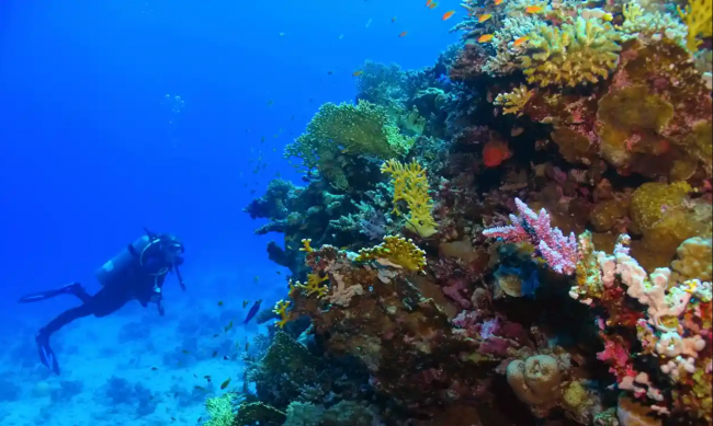 ‘Sediment plumes from deep-sea mining could suffocate coral reefs hundreds of miles away.’ Photograph: blue-sea.cz/Shutterstock