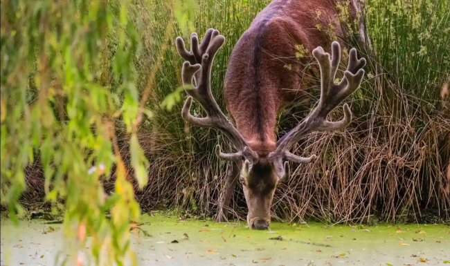 A stag takes a drink at Dülmen wildlife reserve in Münsterland, Germany, on a sweltering day this summer. Photograph: Imageplotter/Alamy