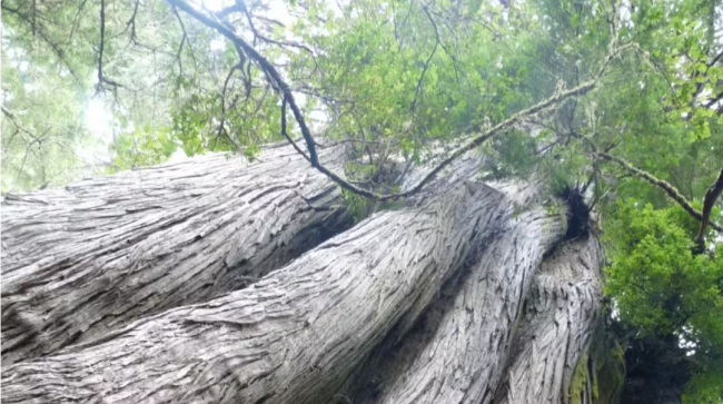 A large, old western red cedar on Meares Island off the west coast of Vancouver Island near Tofino. (Jens Wieting/Sierra Club B.C.)