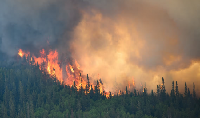 Flames reach upwards along the edge of a wildfire near Mistissini, Quebec, Canada, on 12 June 2023. Photograph: Canadian Forces/Reuters